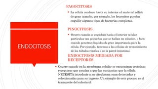ENDOCITOSIS
FAGOCITOSIS
 La célula conduce hasta su interior el material sólido
de gran tamaño, por ejemplo, los leucocitos pueden
engullir algunos tipos de bacterias completas.
PINOCITOSIS
 Ocurre cuando se engloban hacia el interior celular
partículas tan pequeñas que se hallan en solución, o bien
cuando penetran líquidos de gran importancia para la
célula. Por ejemplo, tenemos a las células de revestimiento
de los túbulos renales o de la pared intestinal.
ENDOCITOSIS MEDIADA POR
RECEPTORES
 Ocurre cuando en la membrana celular se encuentran proteínas
receptoras que ayudan a que las sustancias que la célula
NECESITA introducir a su citoplasma sean detectadas y
seleccionadas para su ingreso. Un ejemplo de este proceso es el
transporte del colesterol
 