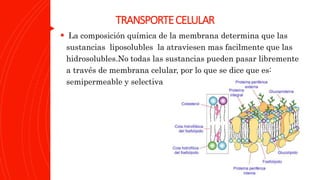 TRANSPORTECELULAR
 La composición química de la membrana determina que las
sustancias liposolubles la atraviesen mas facilmente que las
hidrosolubles.No todas las sustancias pueden pasar libremente
a través de membrana celular, por lo que se dice que es:
semipermeable y selectiva
 