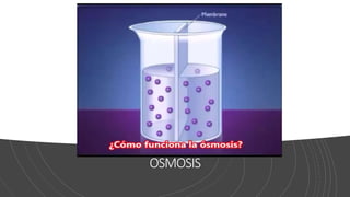 OSMOSIS
 