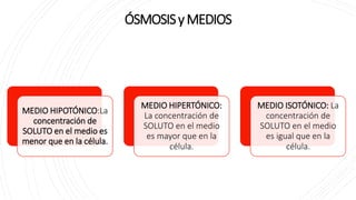 ÓSMOSISyMEDIOS
MEDIO HIPOTÓNICO:La
concentración de
SOLUTO en el medio es
menor que en la célula.
MEDIO HIPERTÓNICO:
La concentración de
SOLUTO en el medio
es mayor que en la
célula.
MEDIO ISOTÓNICO: La
concentración de
SOLUTO en el medio
es igual que en la
célula.
 
