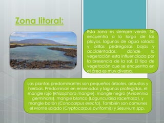 Zona litoral:
Esta zona es siempre verde, Se
encuentra a lo largo de las
playas, lagunas de agua salada
y orillas pedregosas bajas y
accidentadas, donde la
vegetación esta influenciada por
la presencia de la sal. El tipo de
vegetación que se encuentra en
el área es muy diversa.
Las plantas predominantes son pequeños árboles, arbustos y
hierbas. Predominan en ensenadas y lagunas protegidas, el
mangle rojo (Rhizophora mangle), mangle negro (Avicennia
germinans), mangle blanco (Laguncularia racemosa), y
mangle botón (Conocarpus erecta). También son comunes
el Monte salado (Cryptocarpus pyriformis) y Sesuvium spp.
 