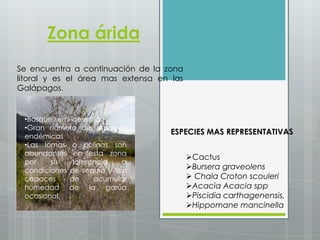 Zona árida
Se encuentra a continuación de la zona
litoral y es el área mas extensa en las
Galápagos.
ESPECIES MAS REPRESENTATIVAS
Cactus
Bursera graveolens
 Chala Croton scouleri
Acacia Acacia spp
Piscidia carthagenensis,
Hippomane mancinella
•Bosque semi-desértico
•Gran número de especies
endémicas
•Las lomas o colinas son
abundantes en esta zona
por su tolerancia a
condiciones de sequía y son
capaces de acumular
humedad de la garúa
ocasional.
 