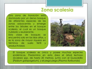 Zona scalesia
Esta zona de transición está
dominada por un denso bosque
de diferentes especies de las
zonas adyacentes y emerge
entre los árboles en el bosque
scalesia, el cual es un bosque
nublado y exuberante.
Esta clase de bosques se
encuentra solo en las islas altas, y
es la zona de mayor riqueza en
términos de suelo fértil y
productividad.
El bosque scalesia es único y posee muchas especies
endémicas. Predomina en esta área el árbol lechoso
(Scalesia spp. de hasta 20 metros), junto con el Guayabillo
(Psidium galapageium), y el pega pega (Pisoma floribunda)
 
