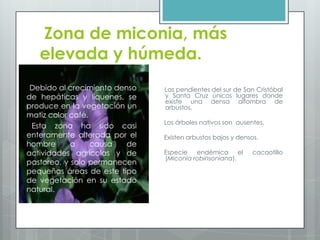Zona de miconia, más
elevada y húmeda.
Debido al crecimiento denso
de hepáticas y líquenes, se
produce en la vegetación un
matiz color café.
Esta zona ha sido casi
enteramente alterada por el
hombre a causa de
actividades agrícolas y de
pastoreo, y solo permanecen
pequeñas áreas de este tipo
de vegetación en su estado
natural.
Las pendientes del sur de San Cristóbal
y Santa Cruz únicos lugares donde
existe una densa alfombra de
arbustos.
Los árboles nativos son ausentes.
Existen arbustos bajos y densos.
Especie endémica el cacaotillo
(Miconia robinsoniana).
 