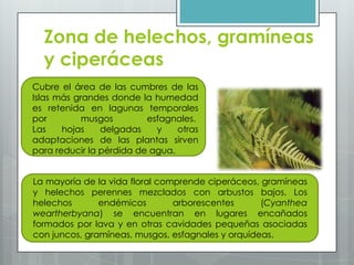 Zona de helechos, gramíneas
y ciperáceas
Cubre el área de las cumbres de las
Islas más grandes donde la humedad
es retenida en lagunas temporales
por musgos esfagnales.
Las hojas delgadas y otras
adaptaciones de las plantas sirven
para reducir la pérdida de agua.
La mayoría de la vida floral comprende ciperáceos, gramíneas
y helechos perennes mezclados con arbustos bajos. Los
helechos endémicos arborescentes (Cyanthea
weartherbyana) se encuentran en lugares encañados
formados por lava y en otras cavidades pequeñas asociadas
con juncos, gramíneas, musgos, esfagnales y orquídeas.
 