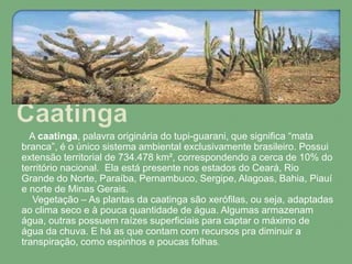A caatinga, palavra originária do tupi-guarani, que significa “mata
branca”, é o único sistema ambiental exclusivamente brasileiro. Possui
extensão territorial de 734.478 km², correspondendo a cerca de 10% do
território nacional. Ela está presente nos estados do Ceará, Rio
Grande do Norte, Paraíba, Pernambuco, Sergipe, Alagoas, Bahia, Piauí
e norte de Minas Gerais.
Vegetação – As plantas da caatinga são xerófilas, ou seja, adaptadas
ao clima seco e à pouca quantidade de água. Algumas armazenam
água, outras possuem raízes superficiais para captar o máximo de
água da chuva. E há as que contam com recursos pra diminuir a
transpiração, como espinhos e poucas folhas.
 