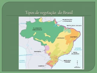 Quais são os TIPOS de VEGETAÇÃO do Brasil? 