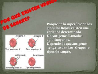 Porque en la superficie de los
glóbulos Rojos existen una
variedad determinada
De Antígenos llamados
aglutinógenos.
Depende de que antígenos
tenga se dan Los Grupos o
tipos de sangre.
 