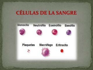 CÉLULAS DE LA SANGRE
 
