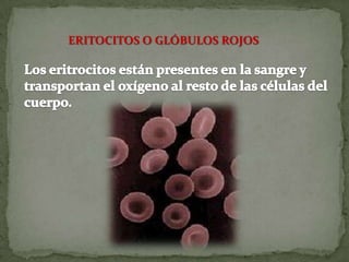 ERITOCITOS O GLÓBULOS ROJOS
 