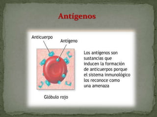 Antígenos
 