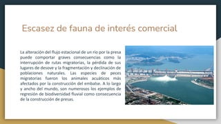 Escasez de fauna de interés comercial
La alteración del flujo estacional de un río por la presa
puede comportar graves consecuencias como la
interrupción de rutas migratorias, la pérdida de sus
lugares de desove y la fragmentación y declinación de
poblaciones naturales. Las especies de peces
migratorias fueron los animales acuáticos más
afectados por la construcción del embalse. A lo largo
y ancho del mundo, son numerosos los ejemplos de
regresión de biodiversidad fluvial como consecuencia
de la construcción de presas.
 