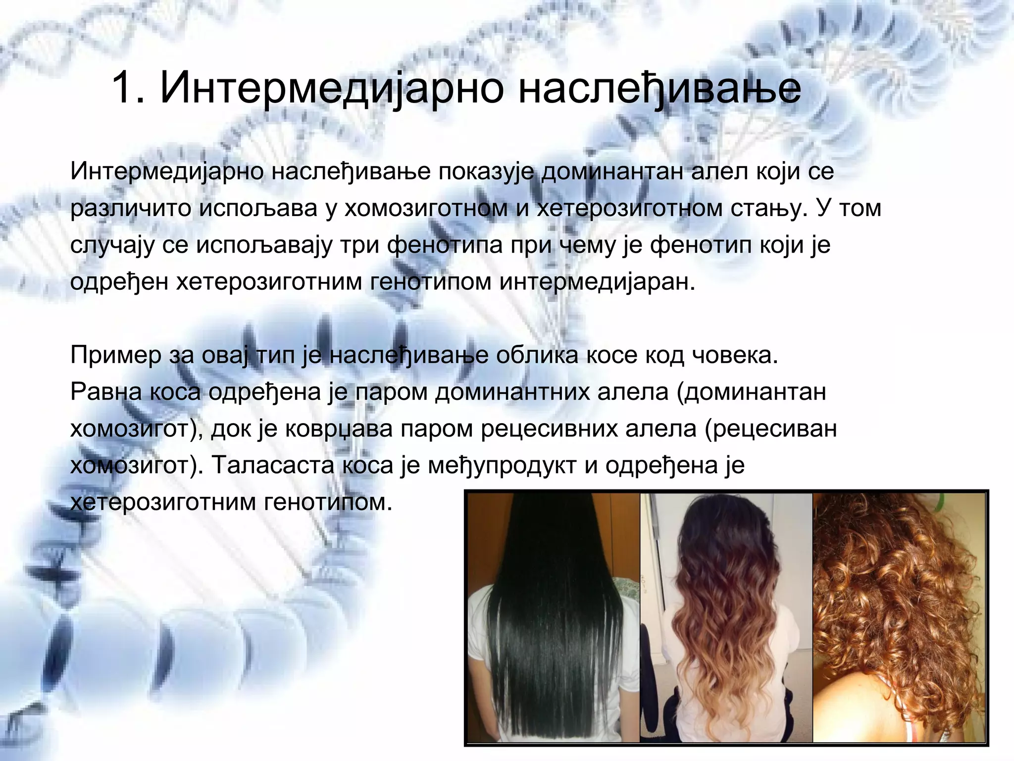 1. Интермедијарно наслеђивање
Интермедијарно наслеђивање показује доминантан алел који се
различито испољава у хомозиготном и хетерозиготном стању. У том
случају се испољавају три фенотипа при чему је фенотип који је
одређен хетерозиготним генотипом интермедијаран.
Пример за овај тип је наслеђивање облика косе код човека.
Равна коса одређена је паром доминантних алела (доминантан
хомозигот), док је коврџава паром рецесивних алела (рецесиван
хомозигот). Таласаста коса је међупродукт и одређена је
хетерозиготним генотипом.
 