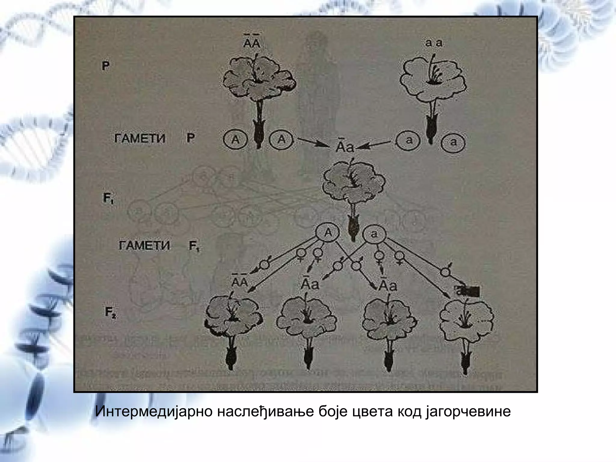 Интермедијарно наслеђивање боје цвета код јагорчевине
 