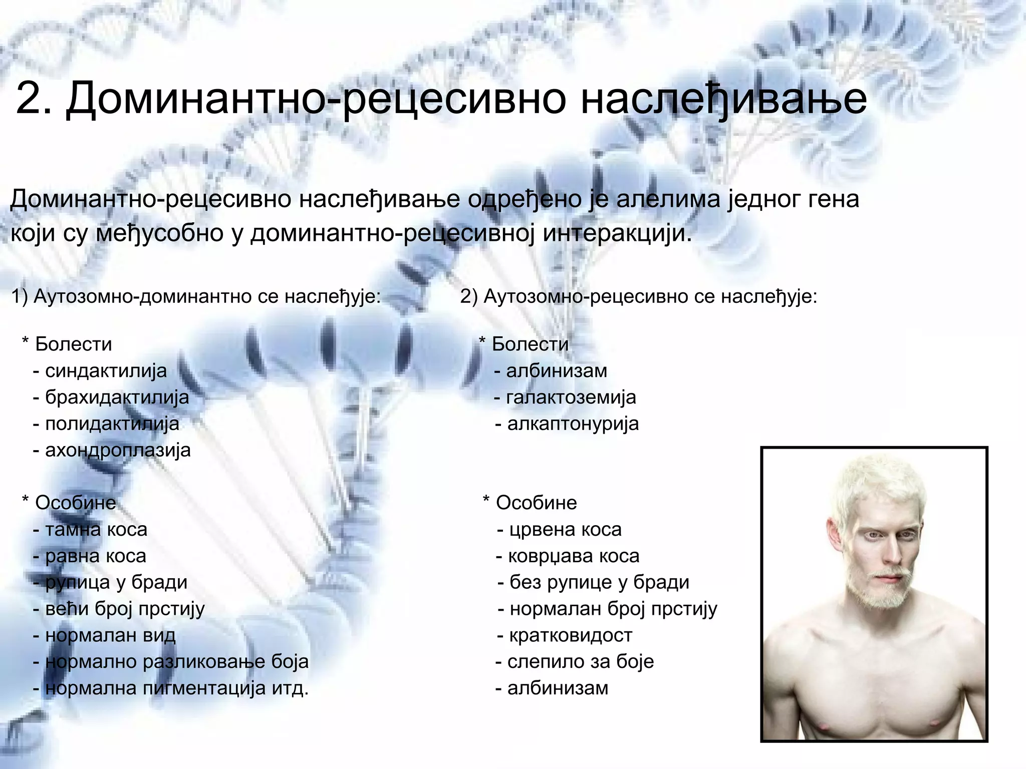 2. Доминантно-рецесивно наслеђивање
Доминантно-рецесивно наслеђивање одређено је алелима једног гена
који су међусобно у доминантно-рецесивној интеракцији.
1) Аутозомно-доминантно се наслеђује: 2) Аутозомно-рецесивно се наслеђује:
* Болести * Болести
- синдактилија - албинизам
- брахидактилија - галактоземија
- полидактилија - алкаптонурија
- ахондроплазија
* Особине * Особине
- тамна коса - црвена коса
- равна коса - коврџава коса
- рупица у бради - без рупице у бради
- већи број прстију - нормалан број прстију
- нормалан вид - кратковидост
- нормално разликовање боја - слепило за боје
- нормална пигментација итд. - албинизам
 