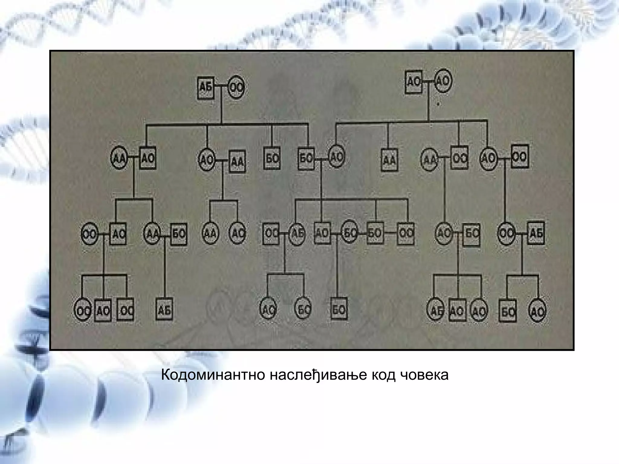 Кодоминантно наслеђивање код човека
 