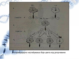 Интермедијарно наслеђивање боје цвета код јагорчевине
 