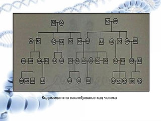 Кодоминантно наслеђивање код човека
 