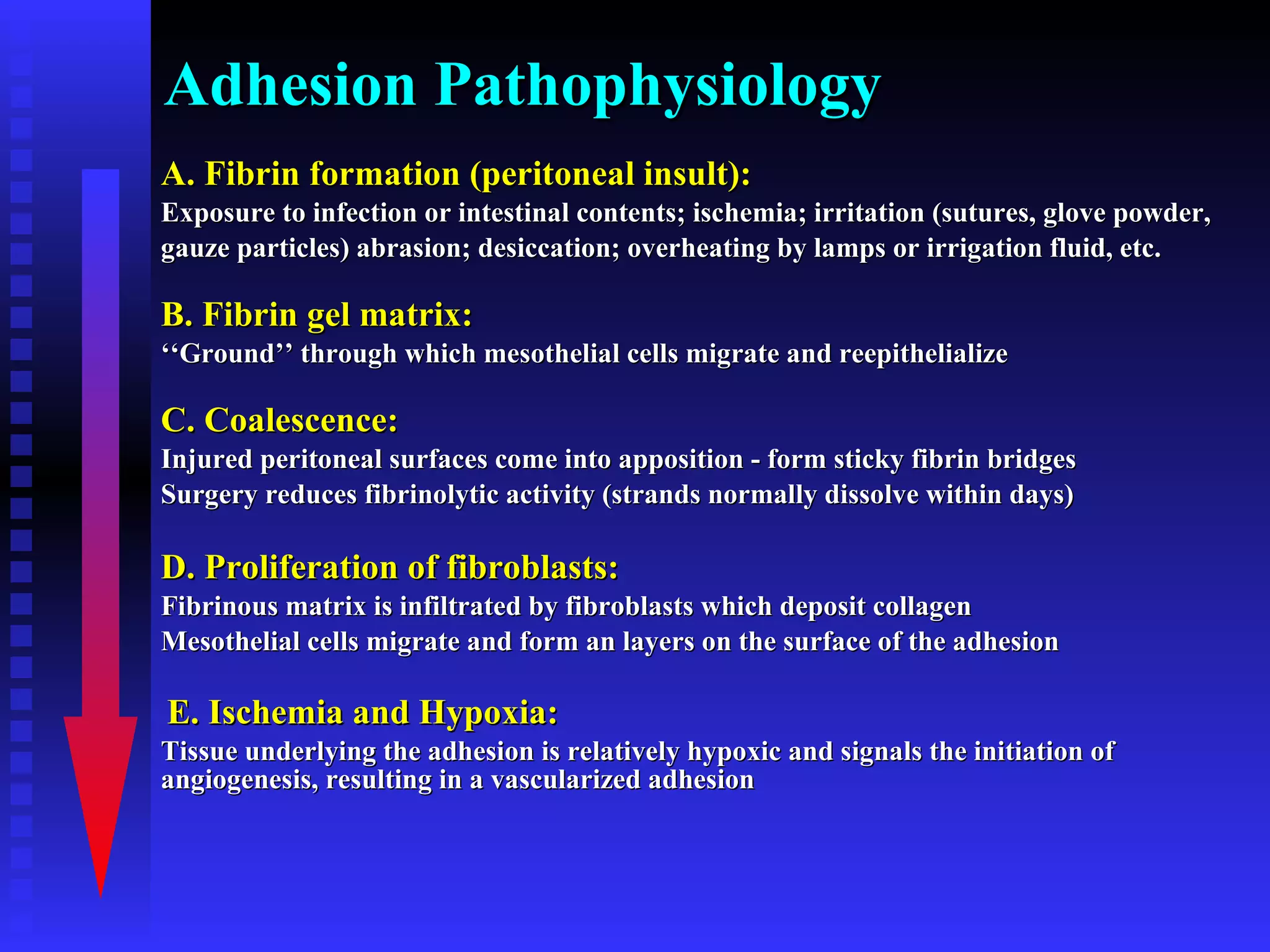 Adhesion Pathophysiology A. Fibrin formation (peritoneal insult): Exposure to infection or intestinal contents; ischemia; irritation (sutures, glove powder, gauze particles) abrasion; desiccation; overheating by lamps or irrigation fluid, etc. B. Fibrin gel matrix:   ‘‘ Ground’’ through which mesothelial cells migrate and reepithelialize C. Coalescence: Injured peritoneal surfaces come into apposition - form sticky fibrin bridges  Surgery reduces fibrinolytic activity (strands normally dissolve within days)  D. Proliferation of fibroblasts:   Fibrinous matrix is infiltrated by fibroblasts which deposit collagen  Mesothelial cells migrate and form an layers on the surface of the adhesion  E. Ischemia and Hypoxia: Tissue underlying the adhesion is relatively hypoxic and signals the initiation of angiogenesis, resulting in a vascularized adhesion 