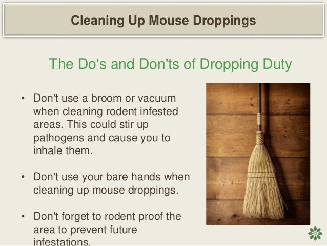 droppings rodent dropping