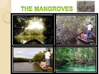 The mangroves 