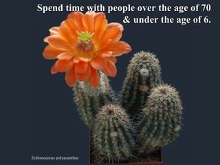 Echinocereus polyacanthus Spend time with people over the age of 70  & under the age of 6.   