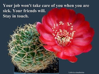 Lobivia cinnabarina Your job won't take care of you when you are sick. Your friends will.  Stay in touch.   