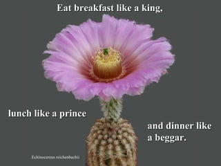 Echinocereus reichenbachii Eat breakfast like a king,   lunch like a prince and dinner like  a beggar. 