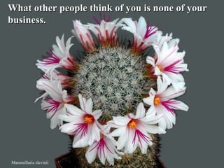 Mammillaria slevinii What other people think of you is none of your  business.  