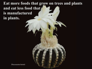 Discocactus horstii Eat more foods that grow on trees and plants and eat less food that  is manufactured  in plants.  