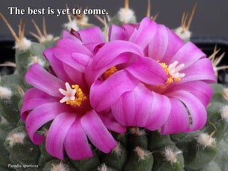 The best is yet to come.




Parodia spaniosa
 