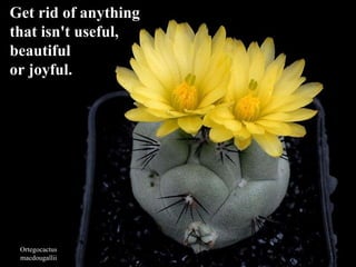 Ortegocactus macdougallii Get rid of anything  that isn't useful,  beautiful  or joyful.   