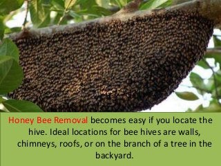 Honey Bee Removal becomes easy if you locate the
hive. Ideal locations for bee hives are walls,
chimneys, roofs, or on the branch of a tree in the
backyard.
 