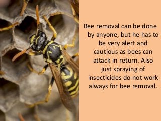 Bee removal can be done
by anyone, but he has to
be very alert and
cautious as bees can
attack in return. Also
just spraying of
insecticides do not work
always for bee removal.
 