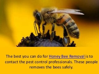 The best you can do for Honey Bee Removal is to
contact the pest control professionals. These people
removes the bees safely.
 