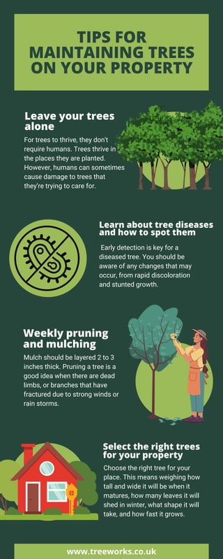 TIPS FOR
MAINTAINING TREES
ON YOUR PROPERTY
Leave your trees
alone
Learn about tree diseases
and how to spot them
Weekly pruning
and mulching
Select the right trees
for your property
For trees to thrive, they don't
require humans. Trees thrive in
the places they are planted.
However, humans can sometimes
cause damage to trees that
they’re trying to care for.
Early detection is key for a
diseased tree. You should be
aware of any changes that may
occur, from rapid discoloration
and stunted growth.
Mulch should be layered 2 to 3
inches thick. Pruning a tree is a
good idea when there are dead
limbs, or branches that have
fractured due to strong winds or
rain storms.
Choose the right tree for your
place. This means weighing how
tall and wide it will be when it
matures, how many leaves it will
shed in winter, what shape it will
take, and how fast it grows.
www.treeworks.co.uk
 
