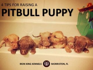 PITBULL PUPPY
4 TIPS FOR RAISING A
IRON KING KENNELS MORRISTON, FL
 
