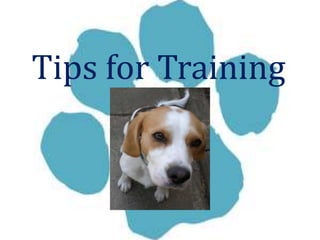 Tips for Training 