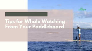 Tips for Whale Watching
From Your Paddleboard
 