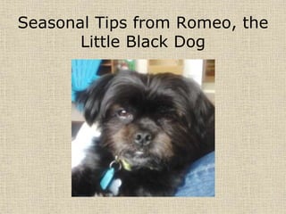 Seasonal Tips from Romeo, the
Little Black Dog
By: [Your Name]
[Your Teacher’s Name]
[Your Grade]
1
 