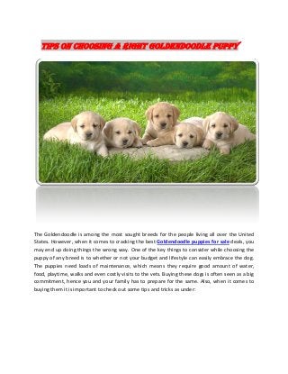 Tips on choosing a right Goldendoodle puppy

The Goldendoodle is among the most sought breeds for the people living all over the United
States. However, when it comes to cracking the best Goldendoodle puppies for sale deals, you
may end up doing things the wrong way. One of the key things to consider while choosing the
puppy of any breed is to whether or not your budget and lifestyle can easily embrace the dog.
The puppies need loads of maintenance, which means they require good amount of water,
food, playtime, walks and even costly visits to the vets. Buying these dogs is often seen as a big
commitment, hence you and your family has to prepare for the same. Also, when it comes to
buying them it is important to check out some tips and tricks as under:

 