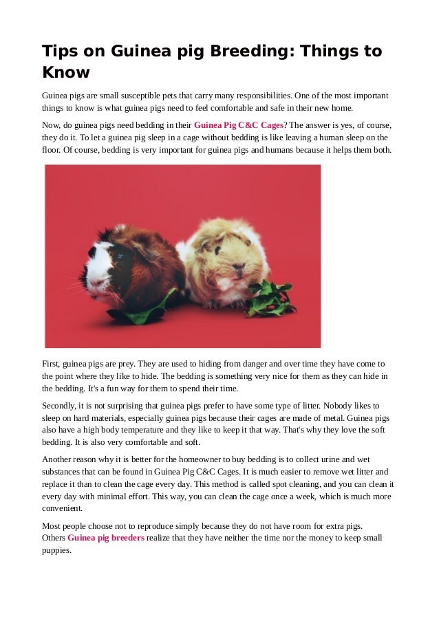 Tips on guinea pig breeding