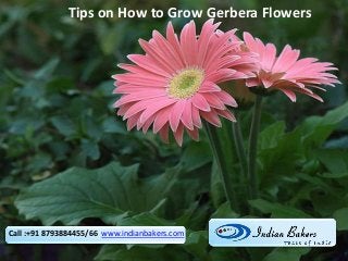Call :+91 8793884455/66 www.indianbakers.com
Tips on How to Grow Gerbera Flowers
 