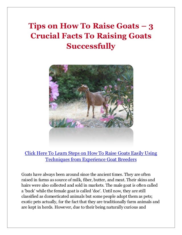 Tips on How To Raise Goats 3 Crucial Facts To Raising Goats Successfully