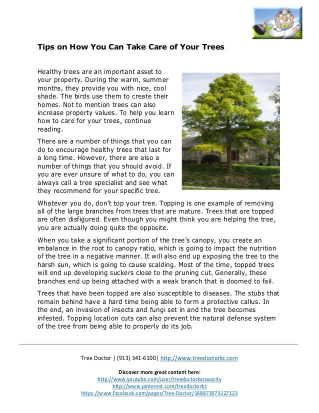 Tips on How You Can Take Care of Your Trees