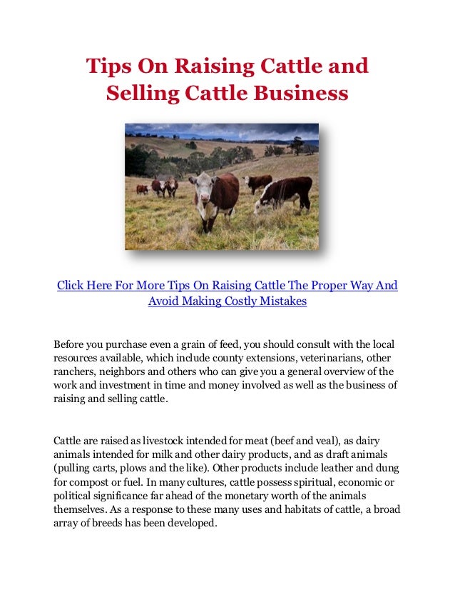 Tips On Raising Cattle and Selling Cattle Business