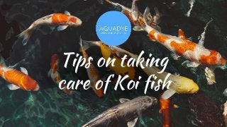 Tips on taking
care of Koi fish
 