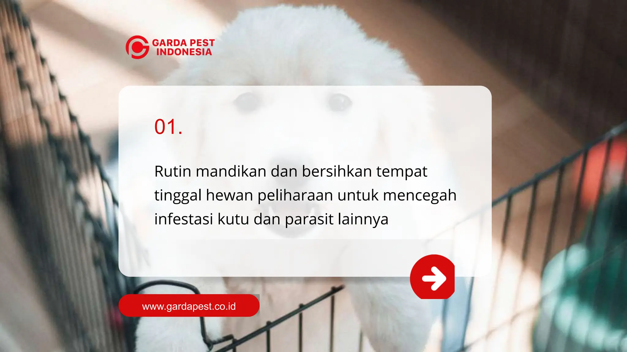 TIPS PERAWATAN HEWAN PELIHARAAN | JASA PEMBASMI KUTU ANJING DI JOGJA | PPTX