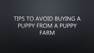 Tips to avoid buying a puppy from a puppy farm