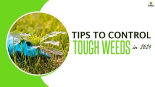 Tips to Control Tough Weeds in 2024 - Custom Weed and Pest Control